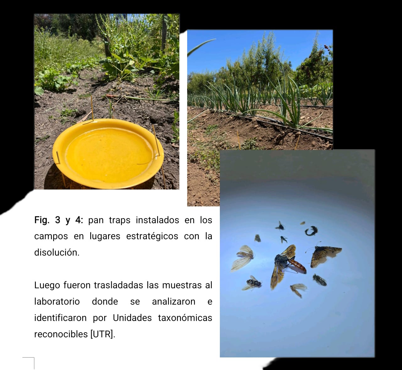 Evaluación y monitoreo mediante muestreo de biodiversidad en sistemas agrícolas